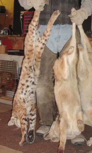 Animals Killed by Wildlife Services as seen in Exposed. Photo courtesy: Predator Defense.