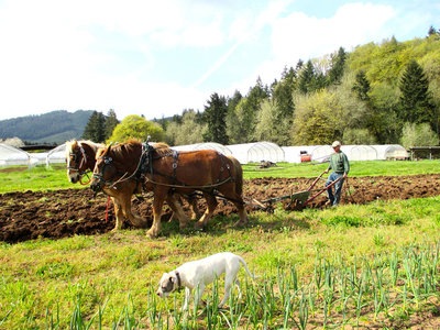 You can meet the farmers, but not the draft horses of Ruby and Amber’s farm on April 14. Photo courtesy Ruby and Amber’s Farm.
