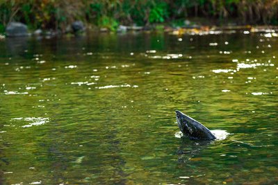 Recently protected side channels of the McKenzie River