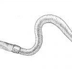 Image of Lumbricus terrestris - European nightcrawler