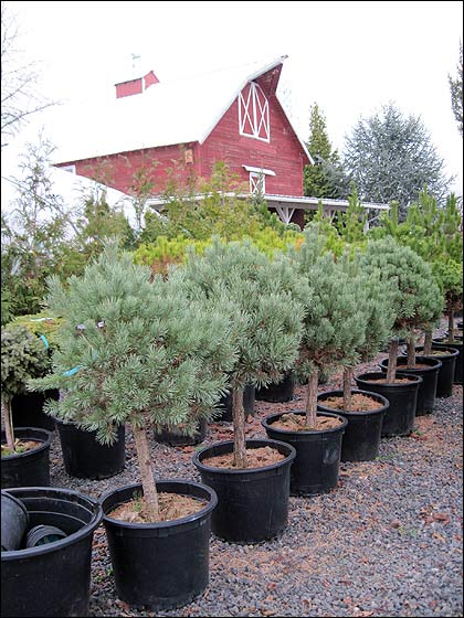 Eugene Weekly Gardening 12 15 11 Eugene Weekly Gardening 12 15 11