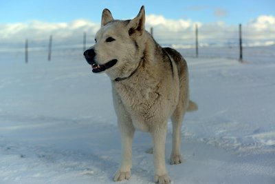 Kumo