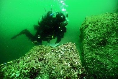 Healthy juvenile stars dot a rock as an Aquarium diver swims through Oregon’s murky coastal waters. Photo Credit: Oregon Coast Aquarium