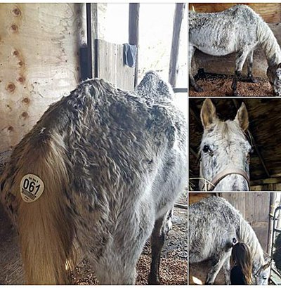Horse sold at Eugene auction