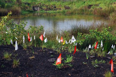 Native planting along the retention basin at Mountain Rose Herbs