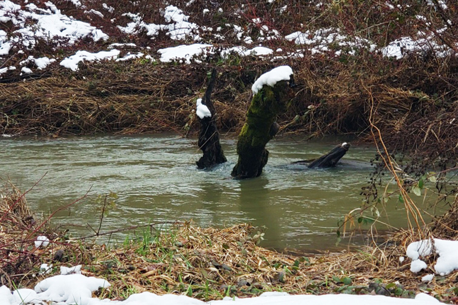 20190307news-2-longtomriver