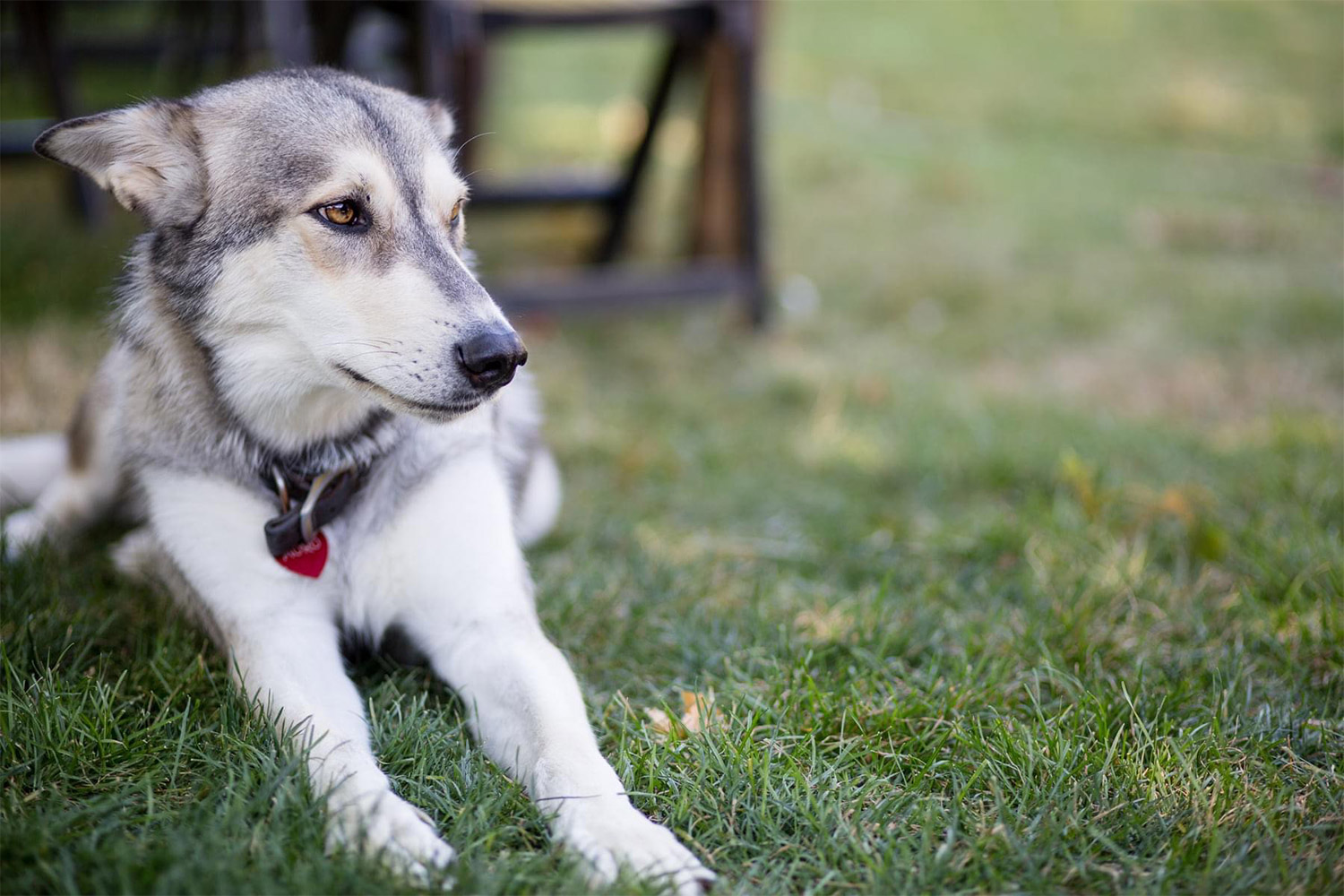 20200820pets-5-2-image1