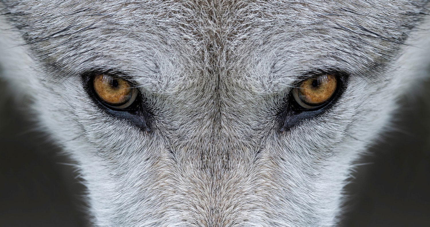 20201224gg-predator-defense-PD_wolf_closeup_crop