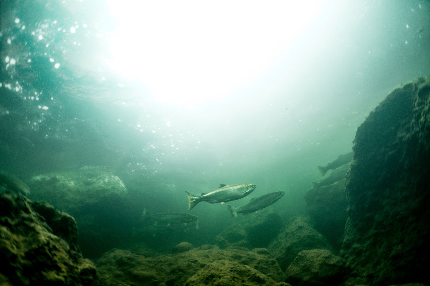 20210204coverstory-2-Oregon-spring-run-chinook-salmon-Conrad-Gowell-Native-Fish-Society-FPWC