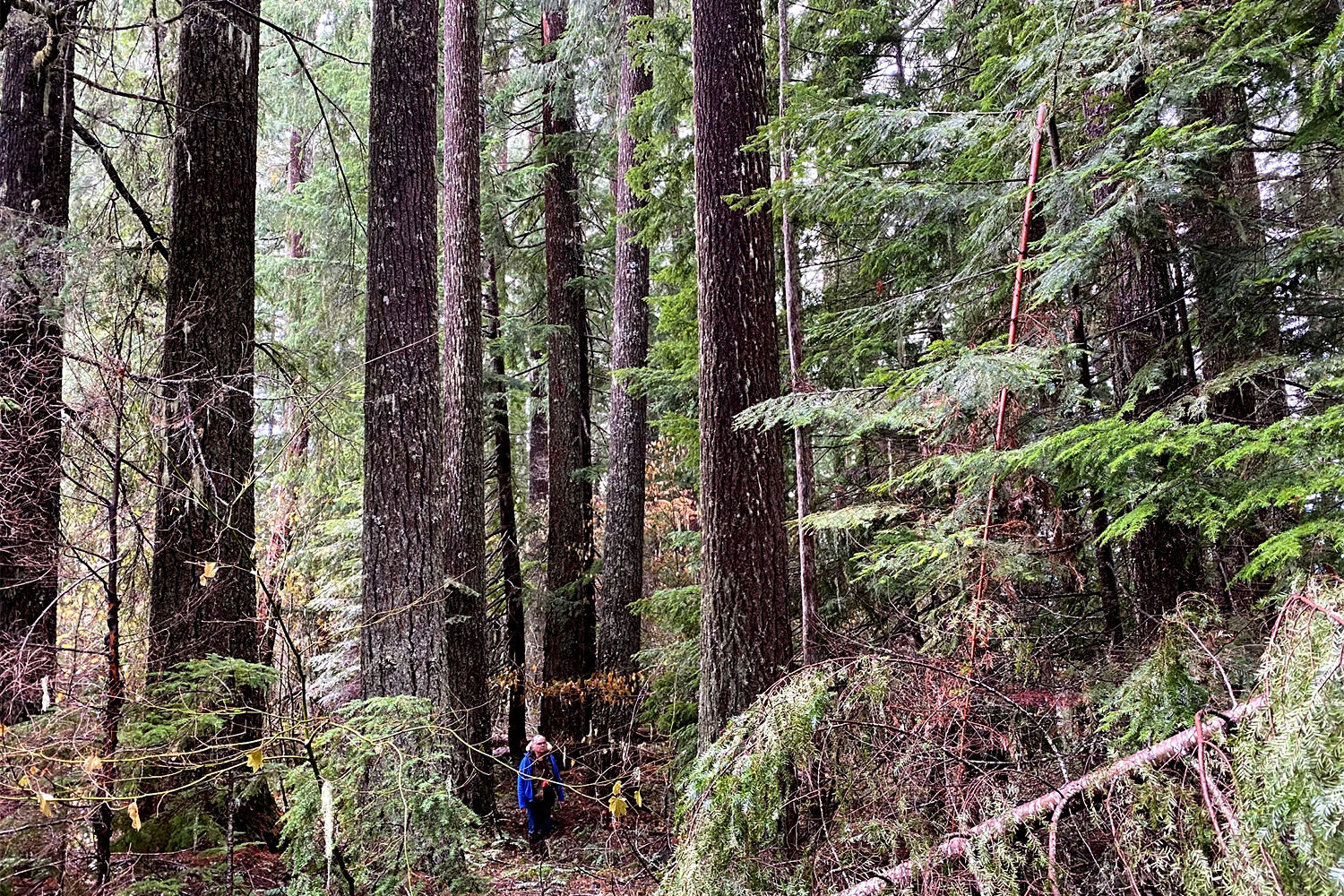 Flattening a Forest - Vimarsana News